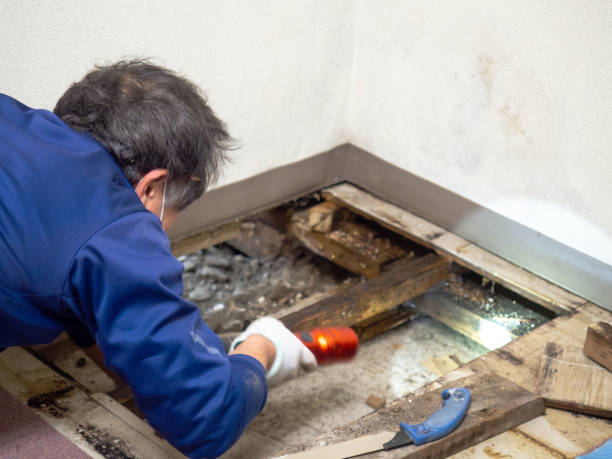 Best Attic Mold Removal  in Fabens, TX