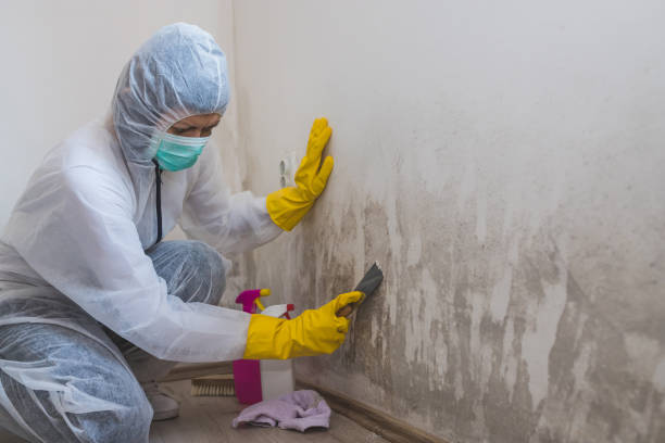 Best Office Mold Removal Services  in Fabens, TX