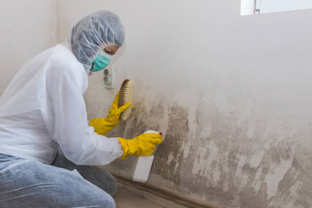 Best Mold Remediation  in Fabens, TX