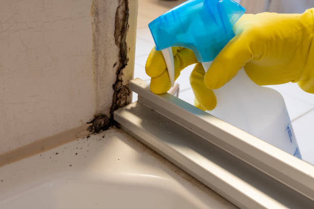 Best Office Mold Removal Services  in Fabens, TX