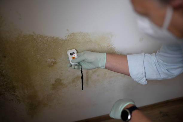 Best Professional Mold Removal  in Fabens, TX