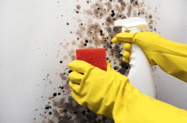 Best Home Mold Removal  in Fabens, TX