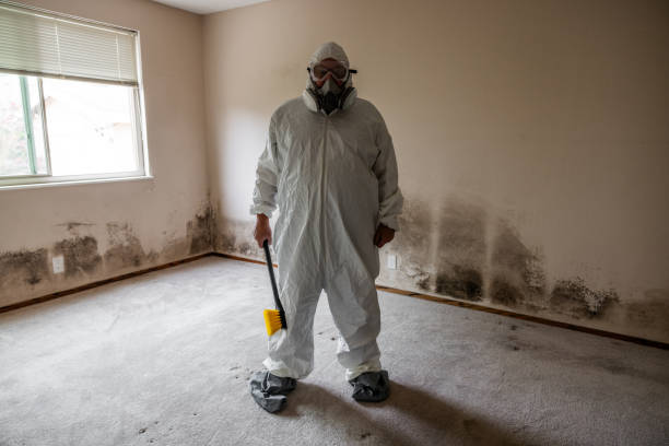 Best Same-Day Mold Removal  in Fabens, TX