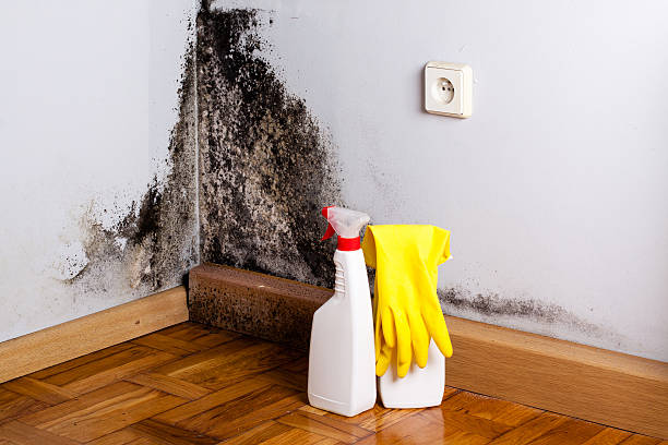 Best Commercial Mold Removal  in Fabens, TX