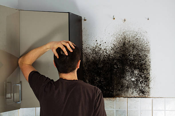 Best Mold Remediation Experts  in Fabens, TX