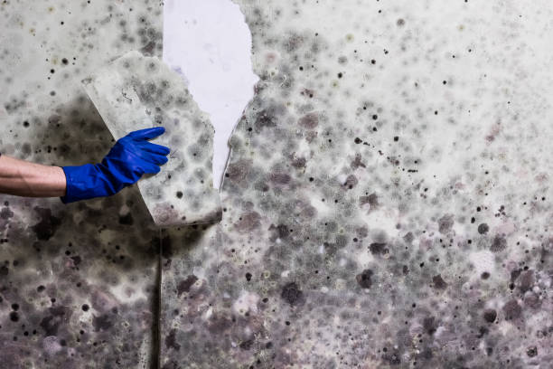 Best Residential Mold Removal  in Fabens, TX