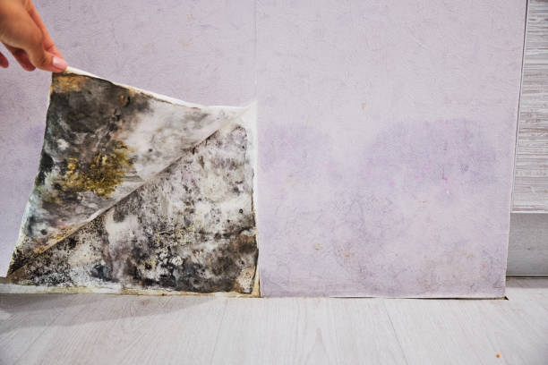 Best Toxic Mold Removal  in Fabens, TX